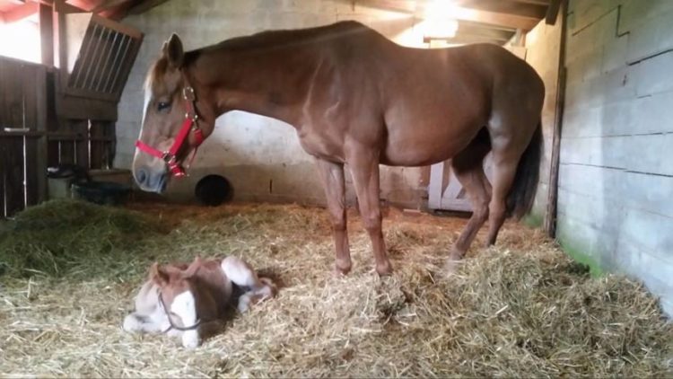 caballo-rechazado-mama-adoptiva7