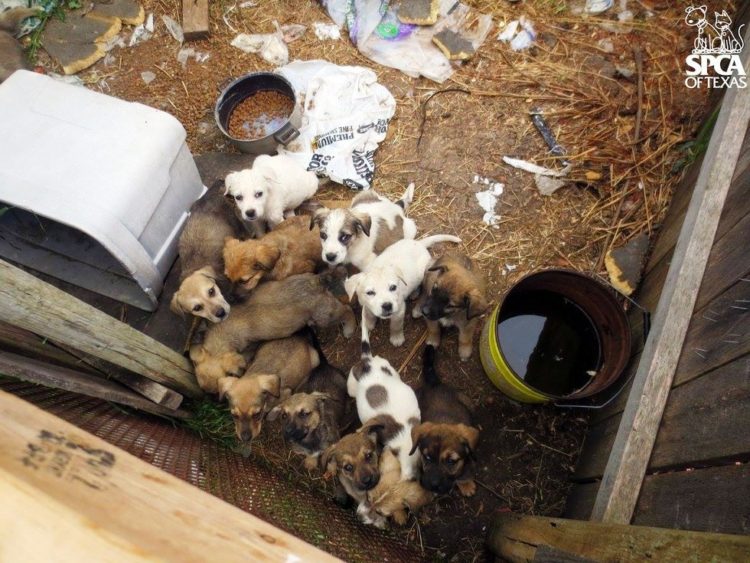 cachorros atrapados en patio sucio 1