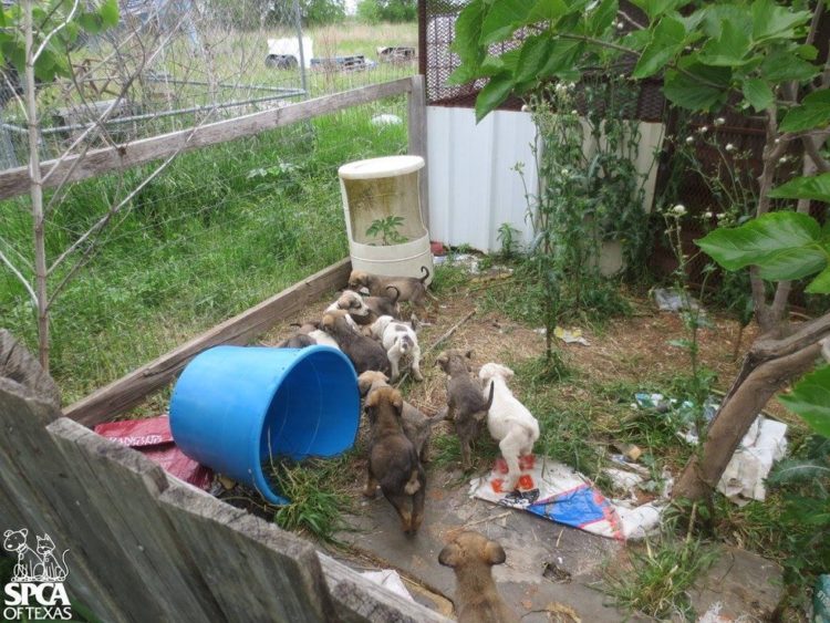 cachorros atrapados en patio sucio 2