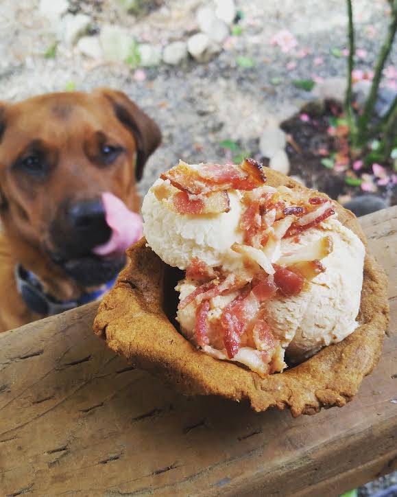 camión de comida para perros washington 13