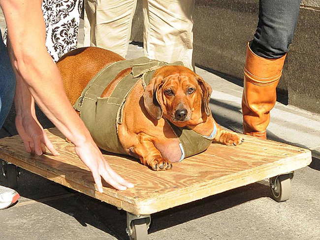 cosas para que tu perro viva más 9