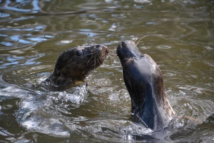 foca rescatada ama su tina 12