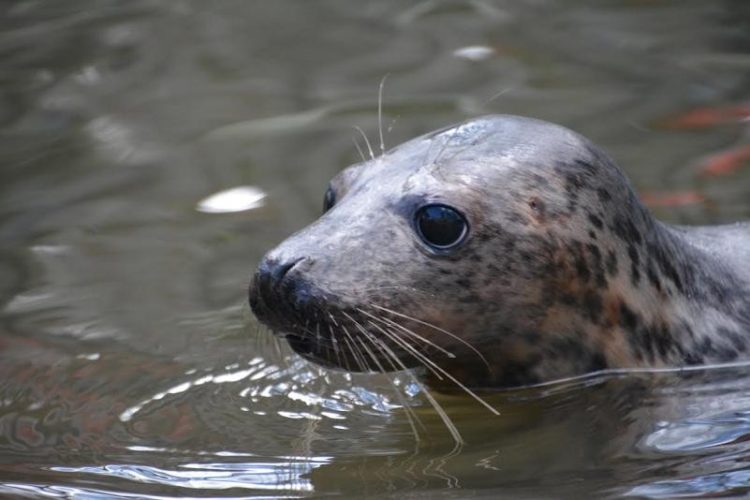 foca rescatada ama su tina 13