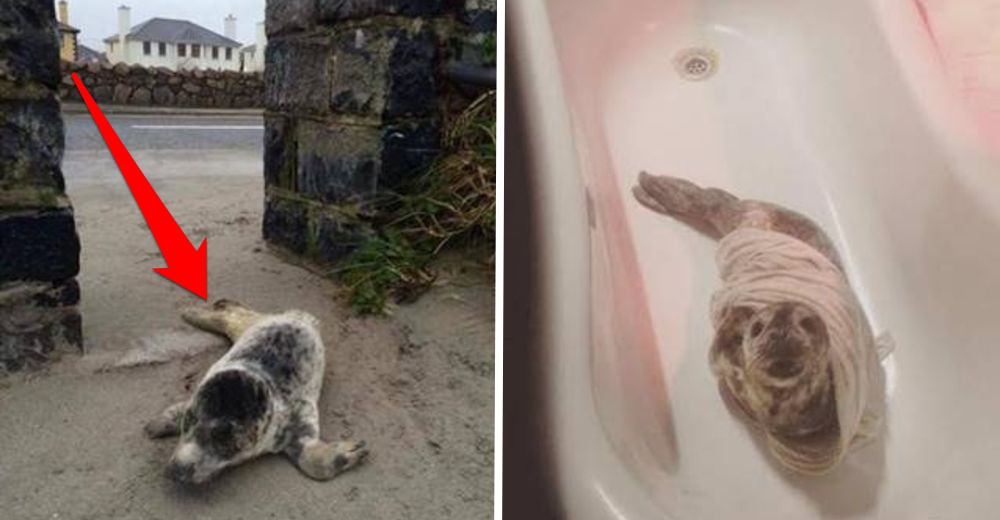 Esta foca bebé fue rescatada, sobrevivió de milagro y se ha robado el corazón de todos Esta foca bebé fue rescatada, sobrevivió de milagro y se ha robado el corazón de todos