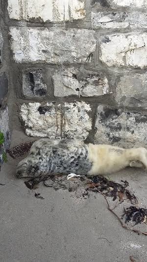 foca rescatada ama su tina 3