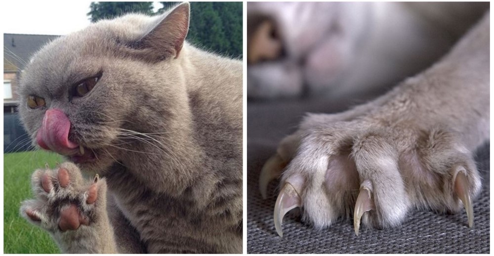 Estas son las importantes razones por las que nunca se deben quitar las uñas de los gatos