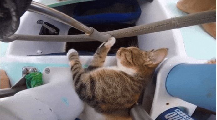gato amelia navega por el mundo 10