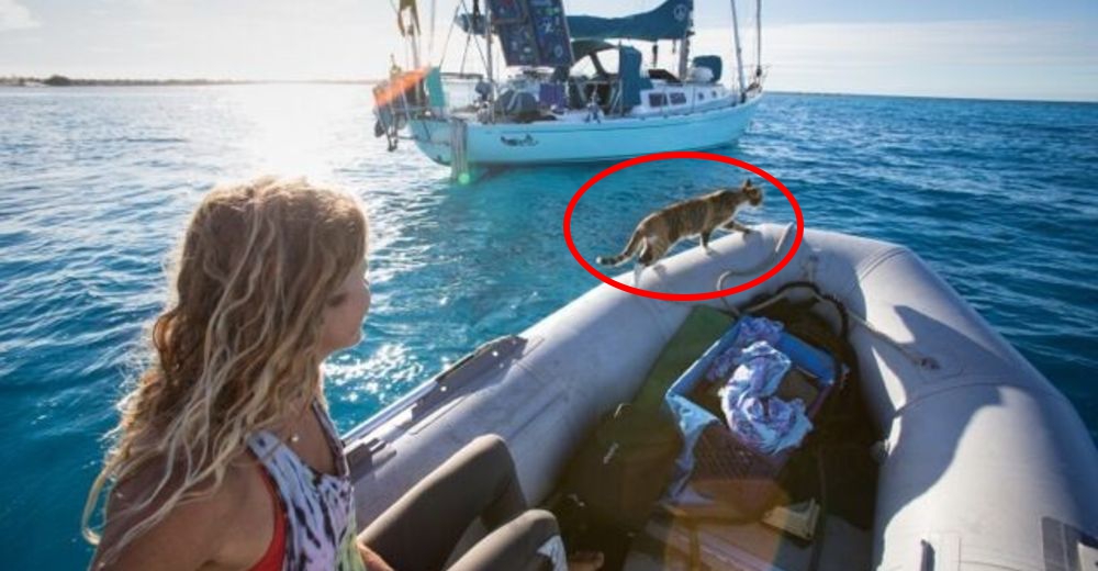 Genial: Esta gata fue rescatada de una casa abandonada – Ahora viaja por el mundo en un bote