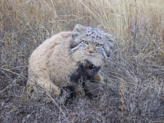 gatos-salvajes-huerfanos6