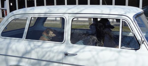 ley-de-perros-en-los-carros-florida3