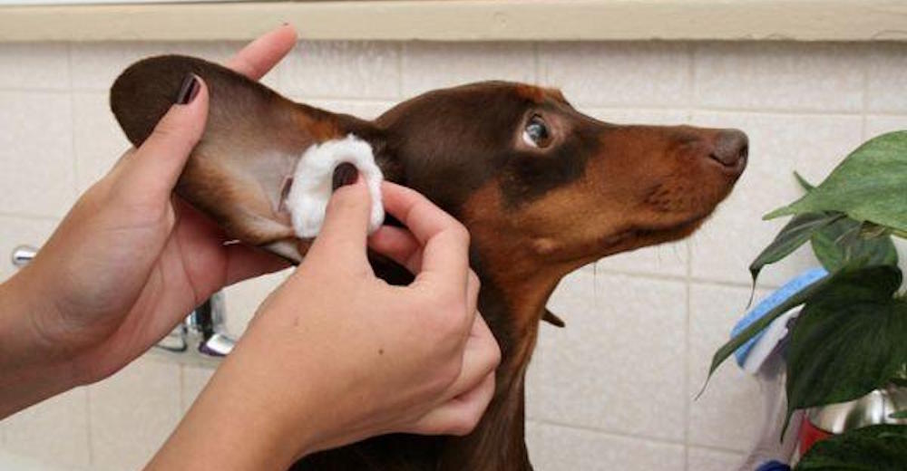 7 sencillos pasos para conseguir unas orejas perfectamente limpias en tu perro
