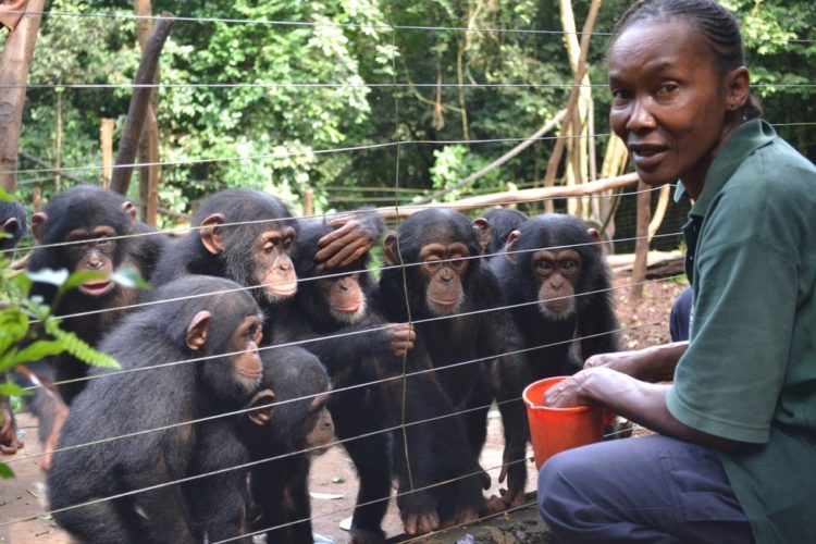 madre-adoptiva-chimpances3