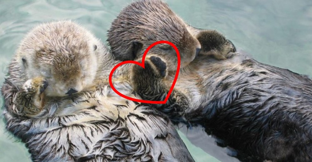 Estos Hermosos Animales Tienen El Mas Tierno Secreto Para Conciliar El Sueno Adorable Zoorprendente Estos Hermosos Animales Tienen El Mas Tierno Secreto Para Conciliar El Sueno Adorable Zoorprendente