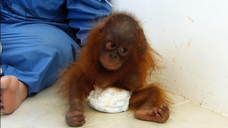 orangutan-bebe-traumatizado1