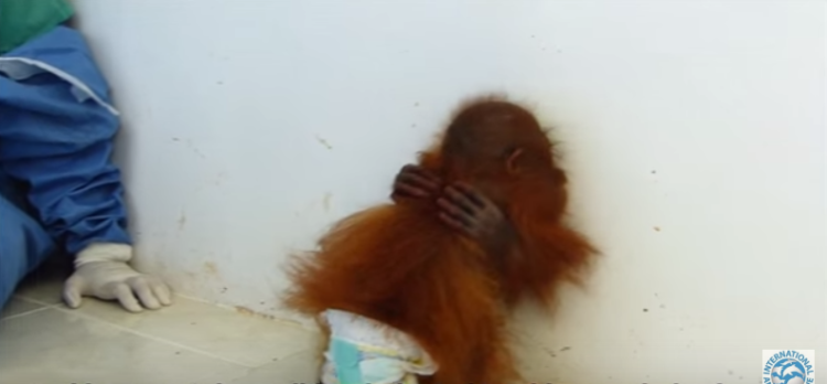 orangutan-bebe-traumatizado2