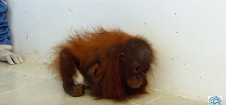 orangutan-bebe-traumatizado5