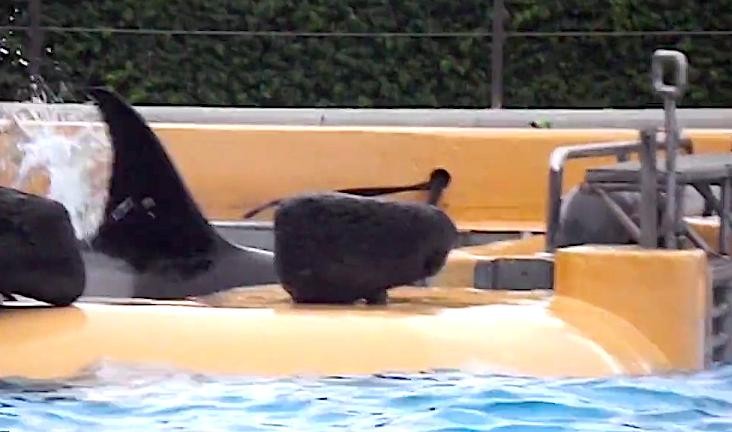 orca-tenerife-golpeandose2