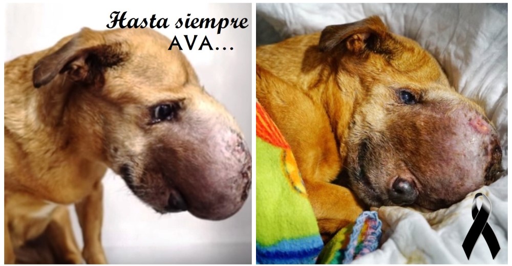 La desgarradora historia de Ava, una perrita que sufrió 2 años de terrible agonía