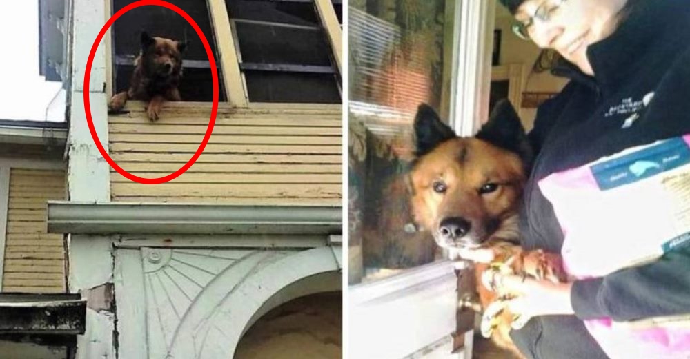 A pesar de que lo mantuvieron encerrado, todavía le quedaba mucho amor para repartir A pesar de que lo mantuvieron encerrado, todavía le quedaba mucho amor para repartir