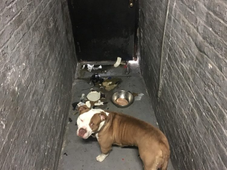 perros de sótano rescatados 1