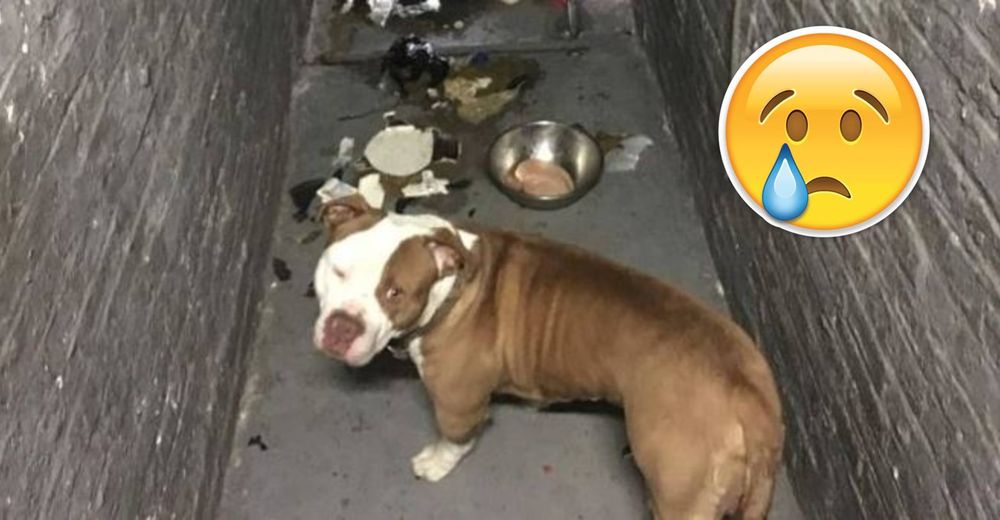 DESGARRADOR  – Abandonan a este pobre perrito en el peor lugar jamás pensado