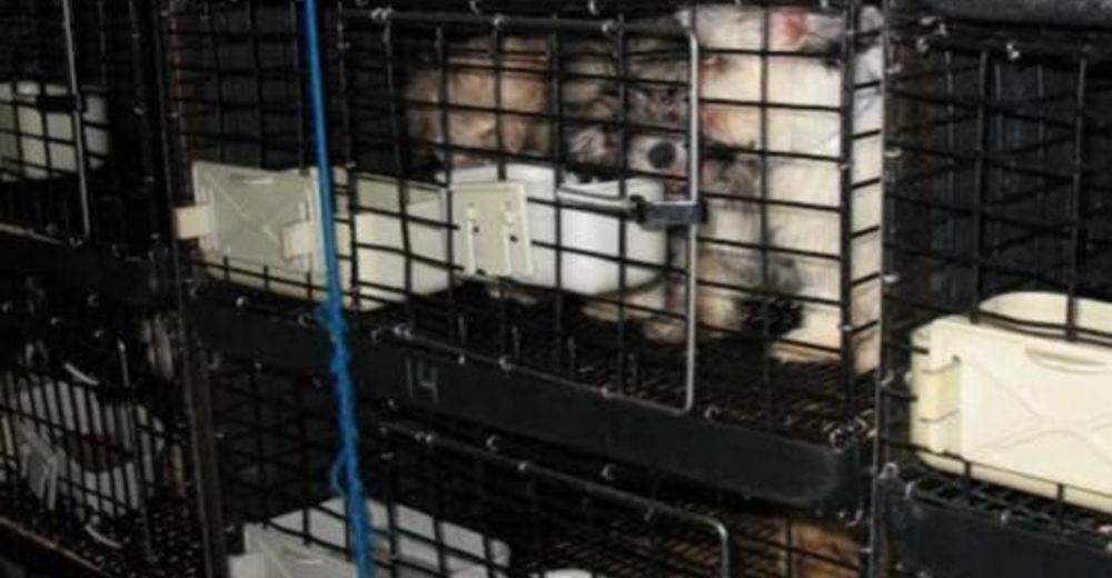 Otro rescate que demuestra la oscura verdad detrás de las tiendas de mascotas Otro rescate que demuestra la oscura verdad detrás de las tiendas de mascotas