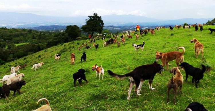 territorio de zaguates costa rica 2