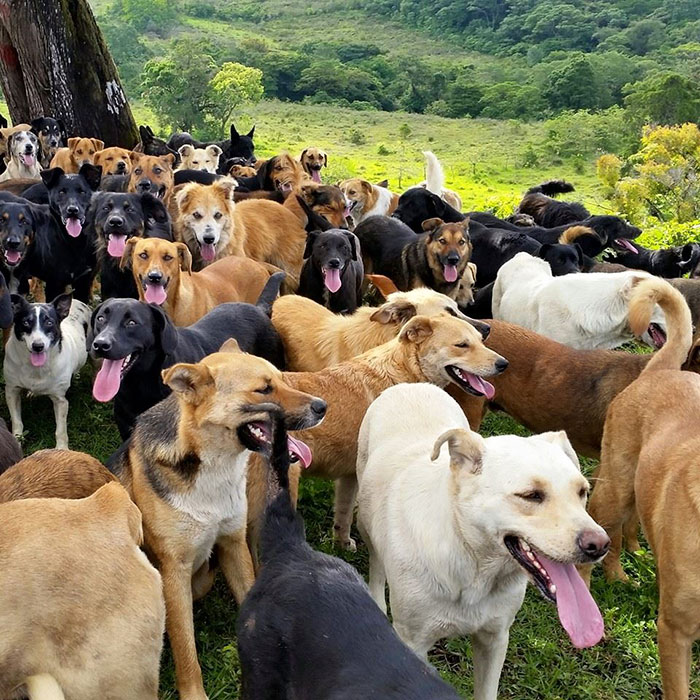 territorio de zaguates costa rica 3