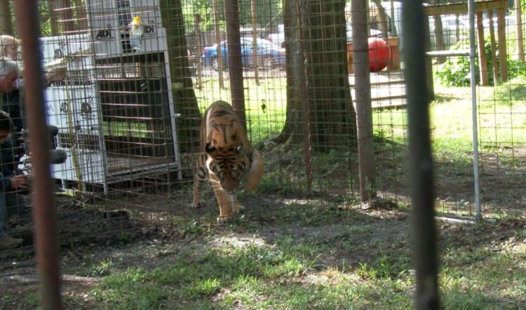 tigre hoover rescatado 2