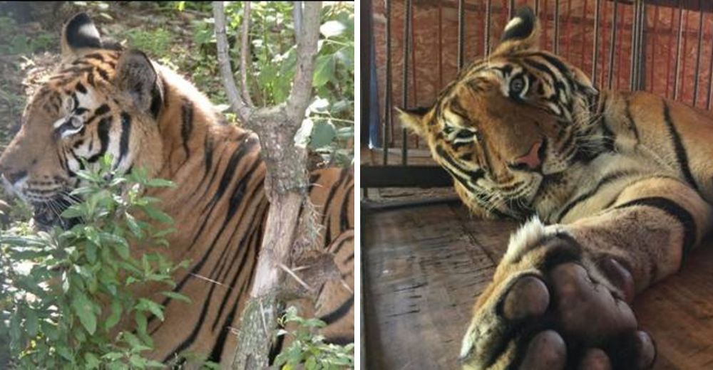 Un tigre de circo fue rescatado y después de 12 años cautivo, por fin recuperó su libertad