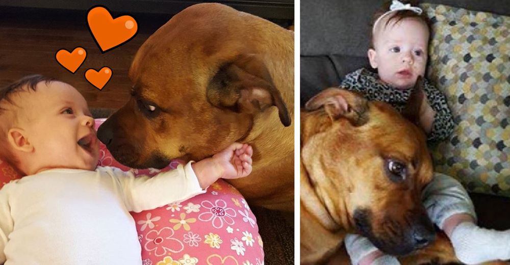 Blake, el perrito que nació en un refugio y no puede parar de besar al nuevo bebé de la familia Blake, el perrito que nació en un refugio y no puede parar de besar al nuevo bebé de la familia