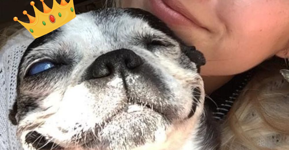 Una perrita de 13 años demuestra que ser feliz es posible a pesar de sus continuos infortunios Una perrita de 13 años demuestra que ser feliz es posible a pesar de sus continuos infortunios