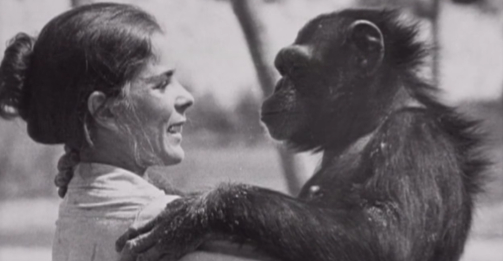 Se reencuentra con los chimpancés que rescató 20 años atrás y su reacción la deja sin palabras Se reencuentra con los chimpancés que rescató 20 años atrás y su reacción la deja sin palabras