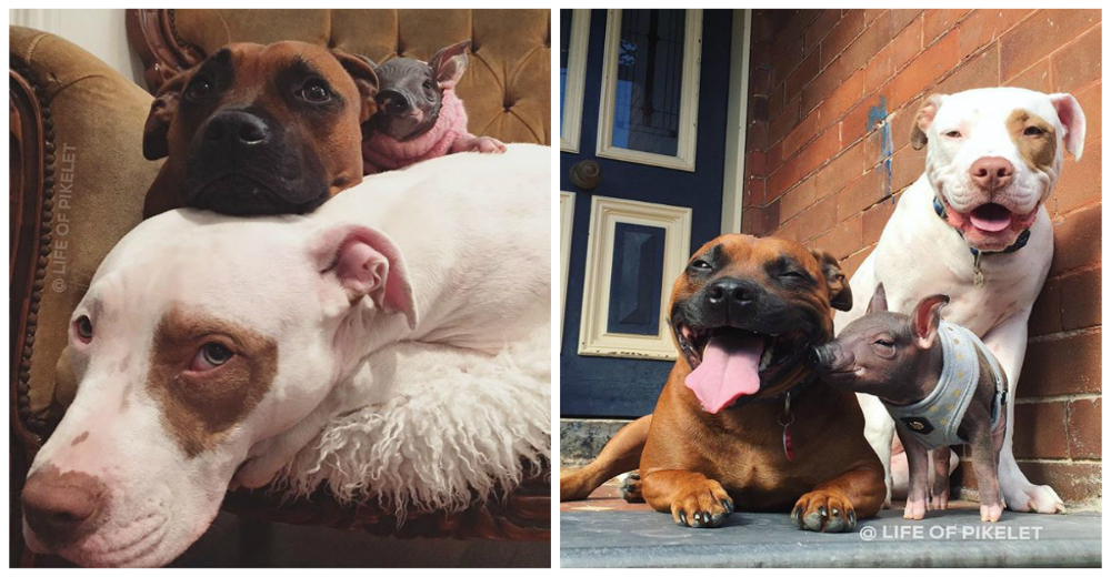 Tres NO son multitud: Dos pitbull y una cerdita son la familia más tierna de Australia Tres NO son multitud: Dos pitbull y una cerdita son la familia más tierna de Australia