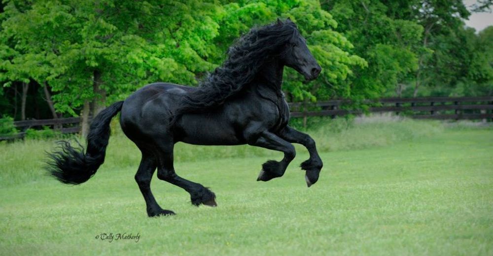 «Frederik The Great», el caballo más hermoso del planeta… Su cabellera es la envidia de todos «Frederik The Great», el caballo más hermoso del planeta… Su cabellera es la envidia de todos