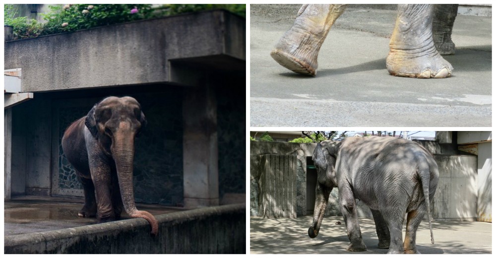 La triste historia de la elefanta que vivió más de 60 años sola en una jaula de un zoo de Japón La triste historia de la elefanta que vivió más de 60 años sola en una jaula de un zoo de Japón