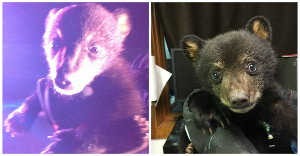 Policías encuentran a un oso bebé llorando en el bosque tras la muerte de su madre Policías encuentran a un oso bebé llorando en el bosque tras la muerte de su madre