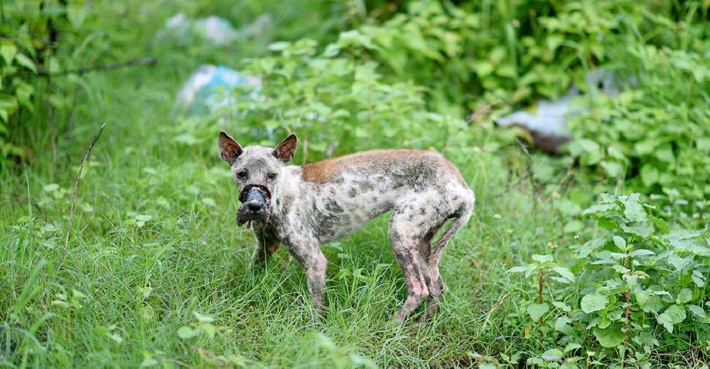 Esta perrita escapa de una masacre, pero su valentía fue su pasaporte a la salvación Esta perrita escapa de una masacre, pero su valentía fue su pasaporte a la salvación