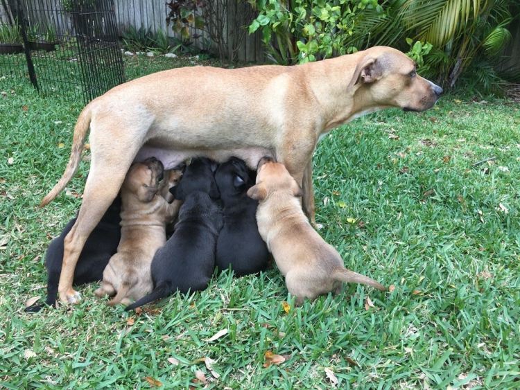 Perra-prenada-rescatada 9