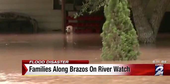 Perro-rescatado-inundacion