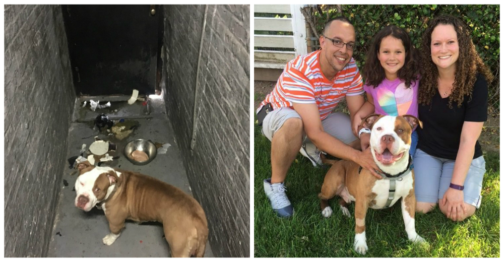 Un pitbull abandonado tiene nueva familia y aprenderá a comunicarse de una forma increíble Un pitbull abandonado tiene nueva familia y aprenderá a comunicarse de una forma increíble
