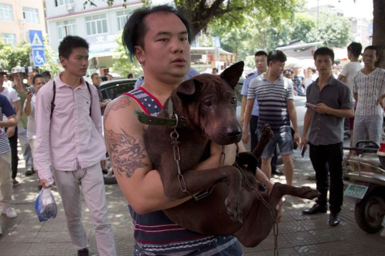 Rescate-perros-festival-china 14