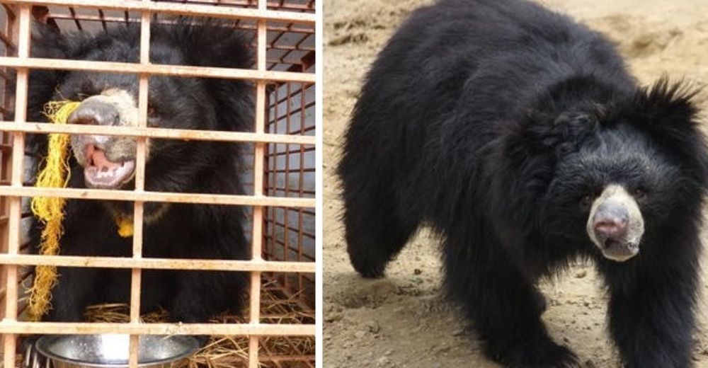 La triste historia de Suma, el oso que fue terriblemente maltratado y forzado a bailar… La triste historia de Suma, el oso que fue terriblemente maltratado y forzado a bailar…