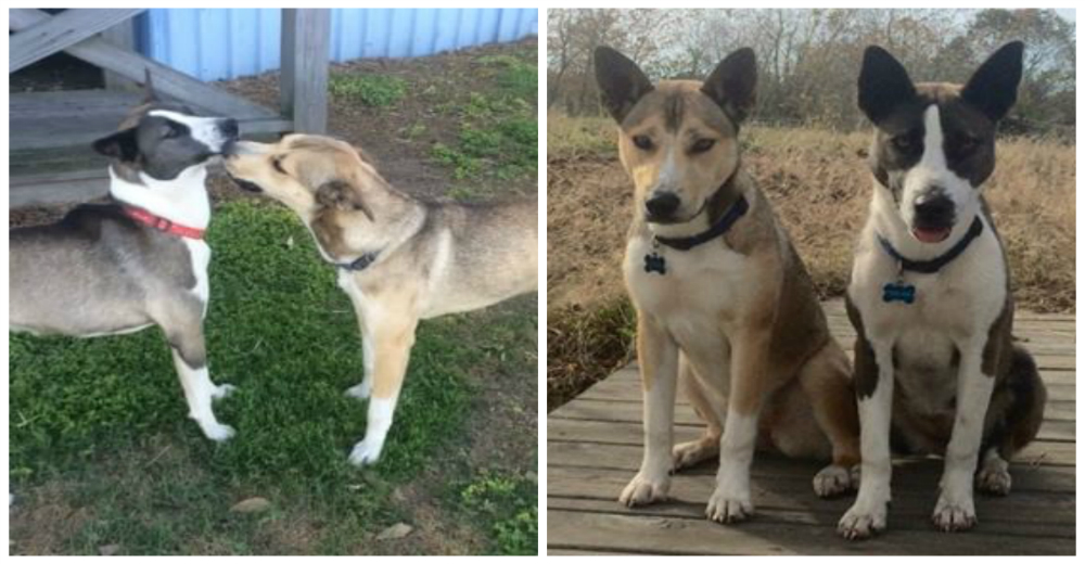 Dos perritas abandonadas eligieron a su nueva mamá adoptiva mucho antes que ella las conociera Dos perritas abandonadas eligieron a su nueva mamá adoptiva mucho antes que ella las conociera