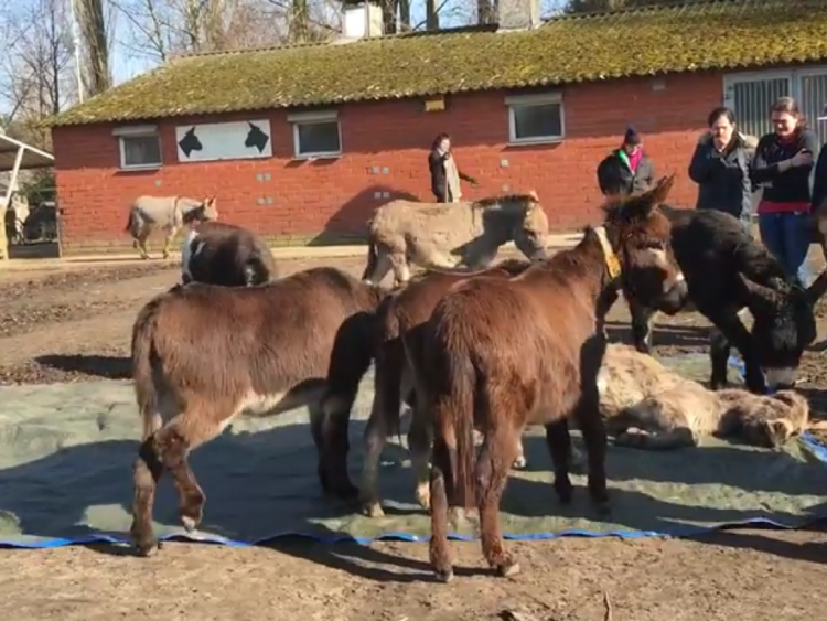 Video-burros-llorando