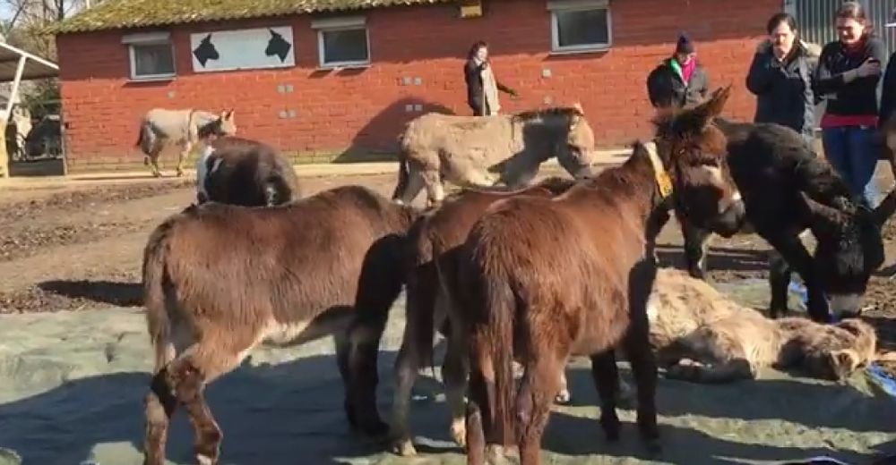 Emotiva despedida de un grupo de burros a un amigo fallecido… ¿Has visto a un burro llorar? Emotiva despedida de un grupo de burros a un amigo fallecido… ¿Has visto a un burro llorar?