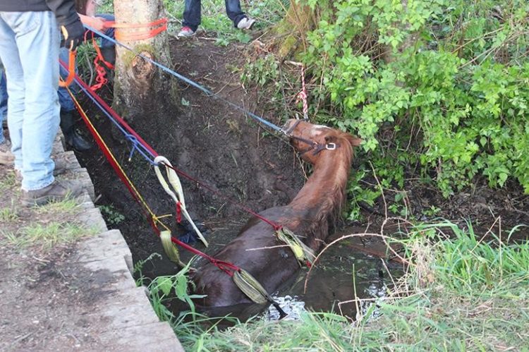 caballo atrapado arroyo fango