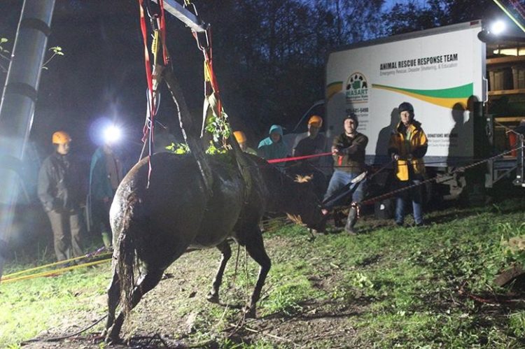 caballo atrapado arroyo heridas