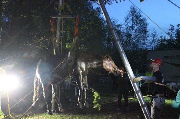 caballo atrapado arroyo seguro