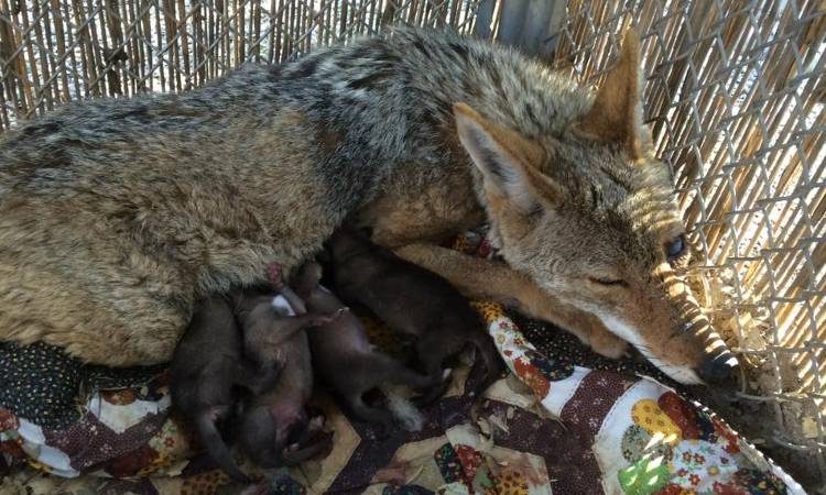 coyote-angel-herida-da-a-luz1